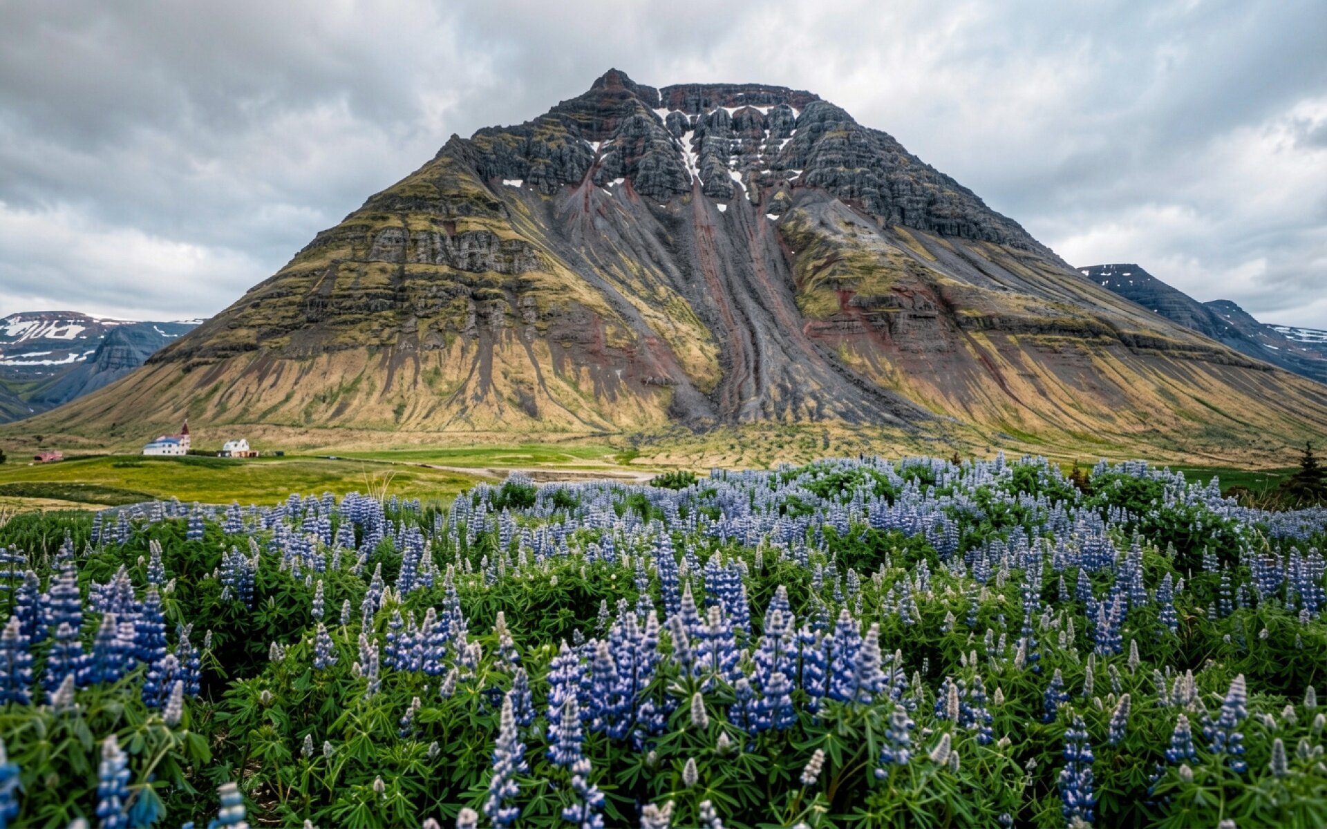Гора в Исландии среди синих люпинов