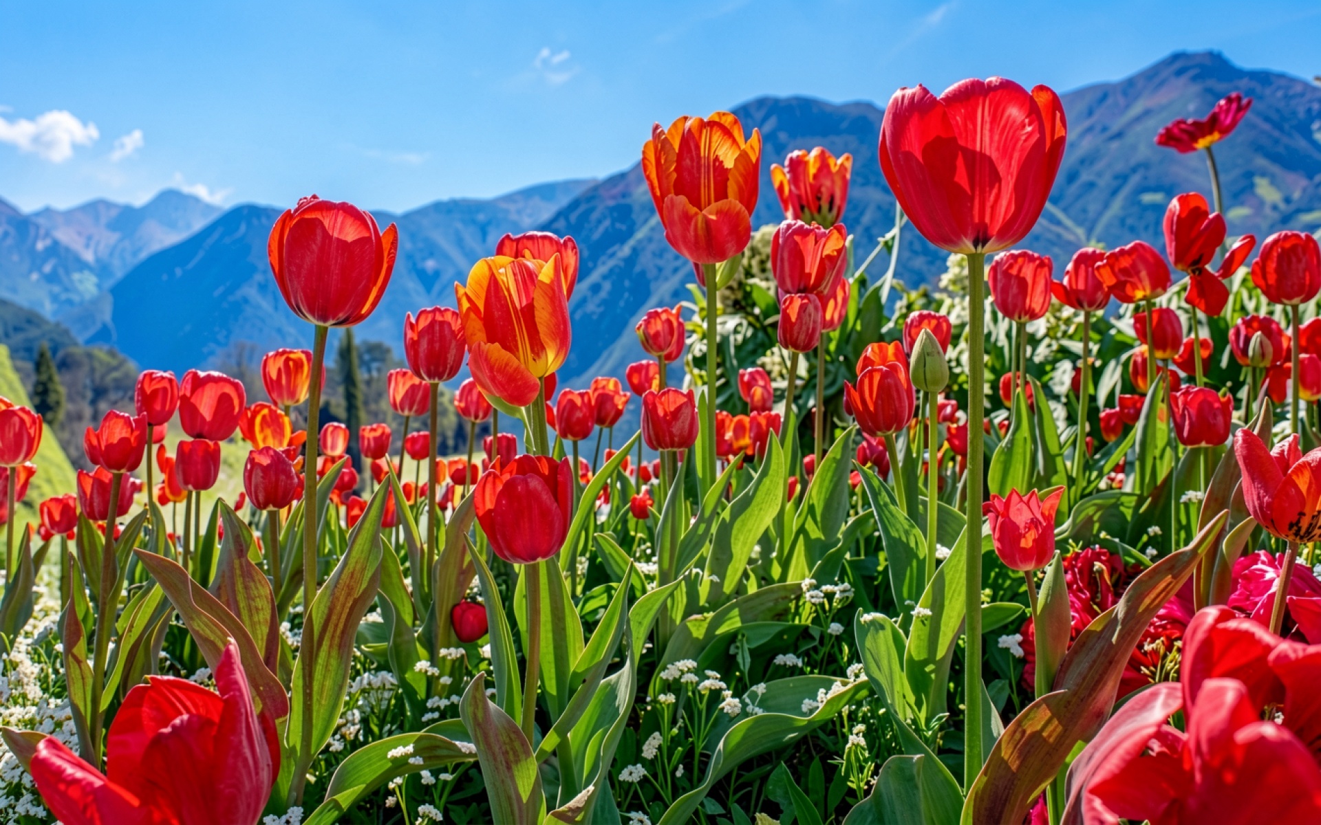 Красные тюльпаны на фоне синих гор