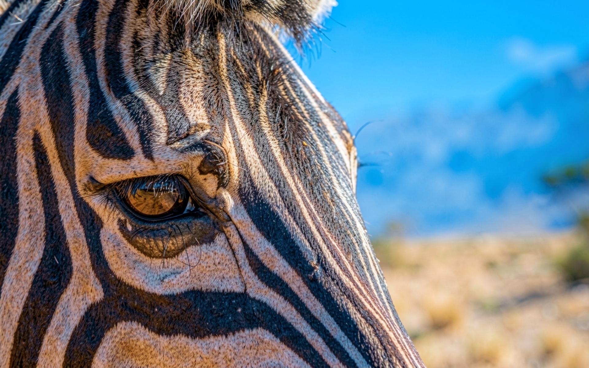 Портрет зебры крупным планом в солнечной саванне